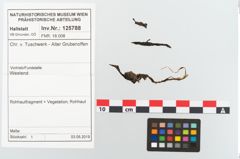 Etikett zu Rohhaut (NHMW-PRAE-125789)